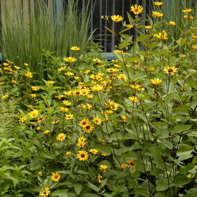 summer nights heliopsis flowers photo courtesy of Walters Gardens Inc