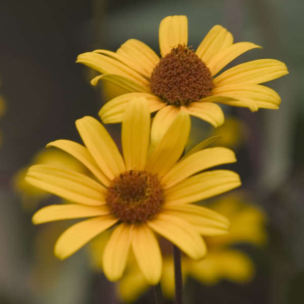 summer nights heliopsis flower photo courtesy of Walters Gardens Inc