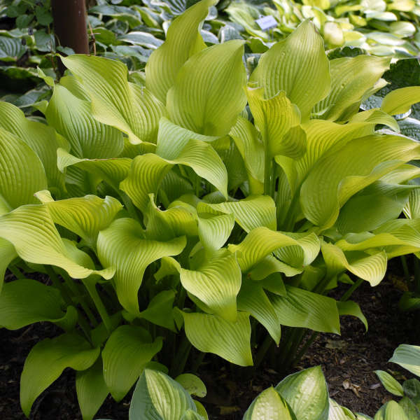 Sun power hosta photo courtesy of Walters Gardens