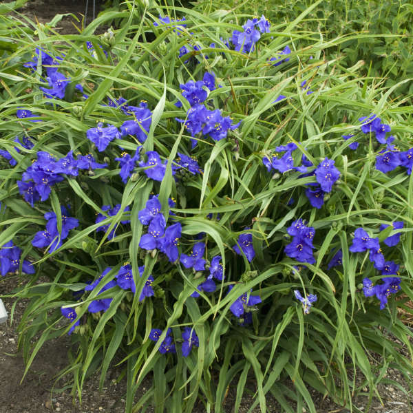 Tradescantia Zwanenburg Blue for sale | Shop Stuart's – Stuart's Tradescantia Zwanenburg Blue for sale | Shop Stuart's – Stuart's
