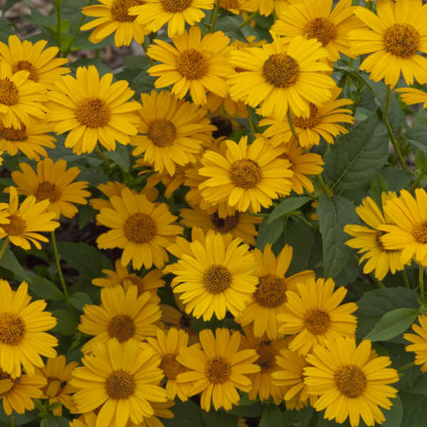 Heliopsis-Tuscan Sun flowers photo courtesy of Walters Gardens Inc