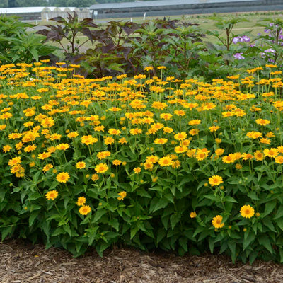 Heliopsis-Tuscan Sun flowers photo courtesy of Walters Gardens Inc