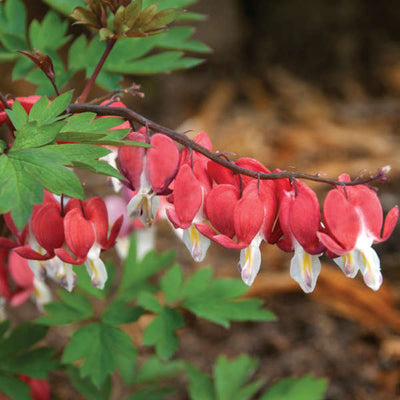 Dicentra Valentine photo credit & courtesy of Waters Gardens Inc.