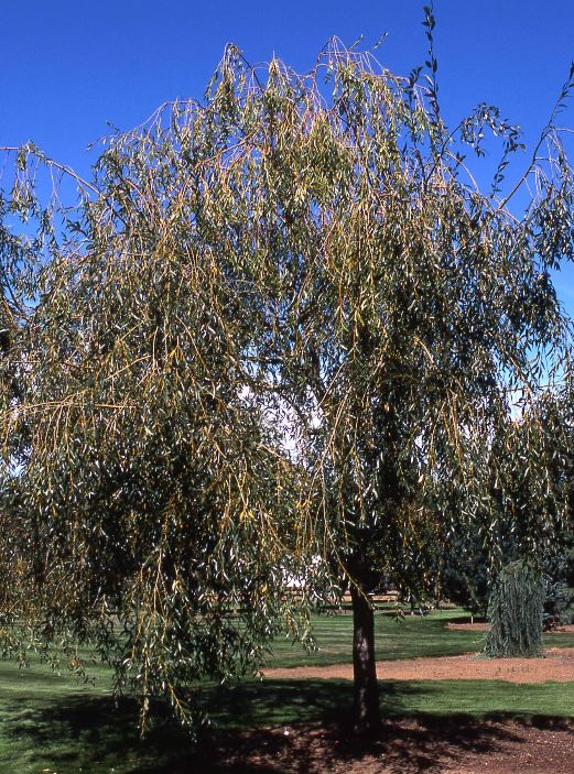 Willow Prairie Cascade  Photo courtesy and credit of J. Frank Schmidt & Son Co.