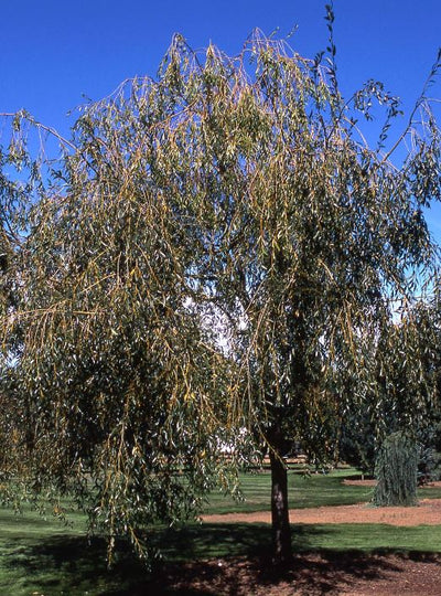 Willow Prairie Cascade  Photo courtesy and credit of J. Frank Schmidt & Son Co.
